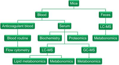 The Aging Features of Thyrotoxicosis Mice: Malnutrition, Immunosenescence and Lipotoxicity